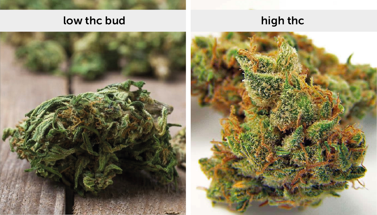 What Is THC And How To Increase THC GrowDiaries