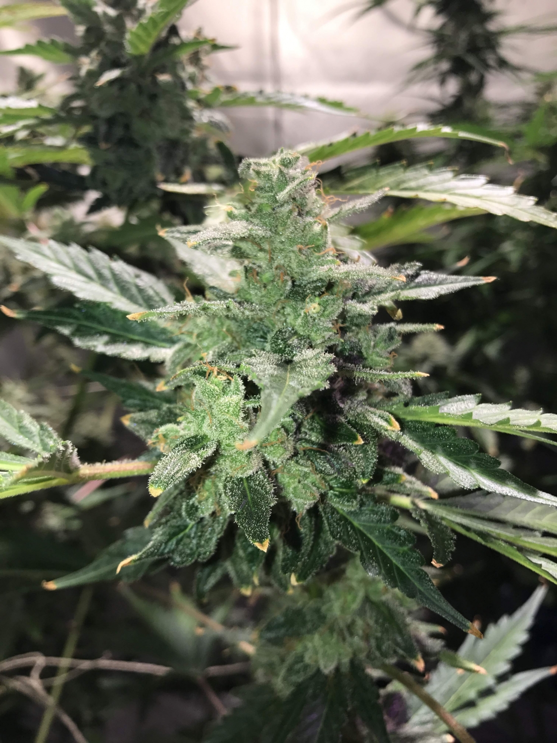 Auto Anesthesia / Pyramid Seeds strain info GrowDiaries