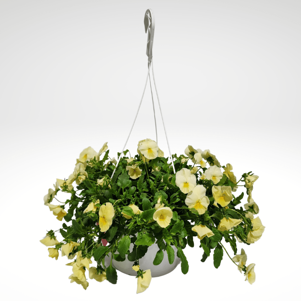 Edmonton Only Plants Grower Direct Flowers Canada