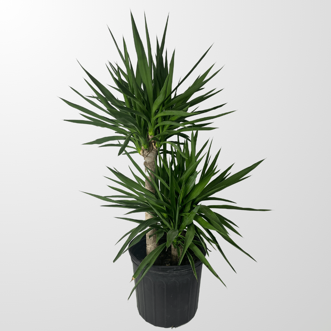 Edmonton Delivery Only Hanging Pansy Basket Grower Direct