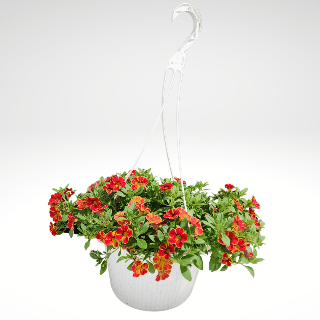 Edmonton Only Plants Grower Direct Flowers Canada