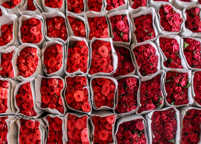 Bulk Roses Canada Grower Direct Bulk Flowers 150 Roses