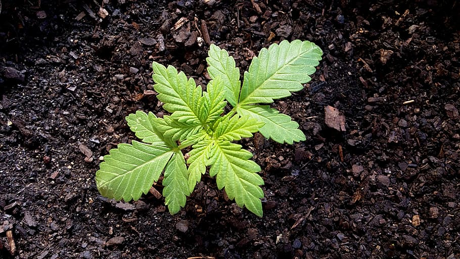 A Guide to Choosing the Best Fertilizer and Nutrients for Marijuana