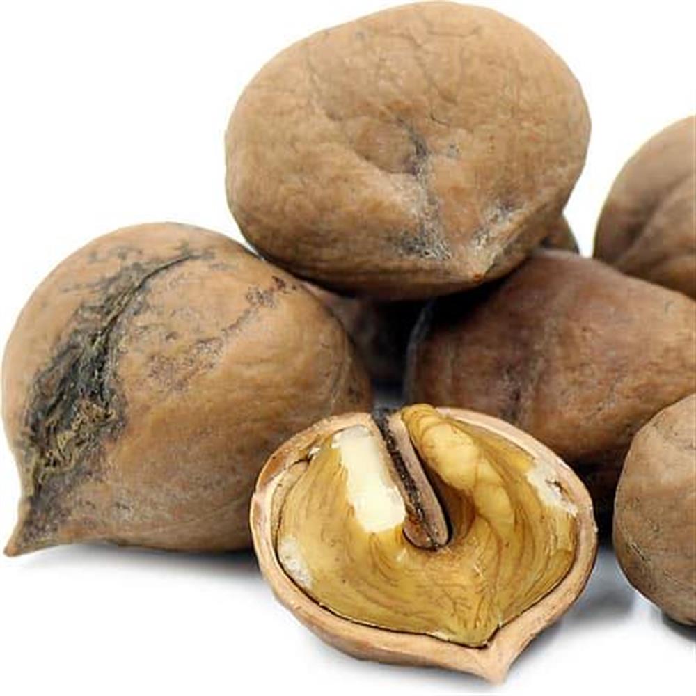 PEI Black Walnut Growers Station