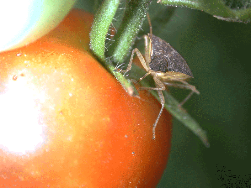 Tomato Diseases Part 3 Insects Growers Supply