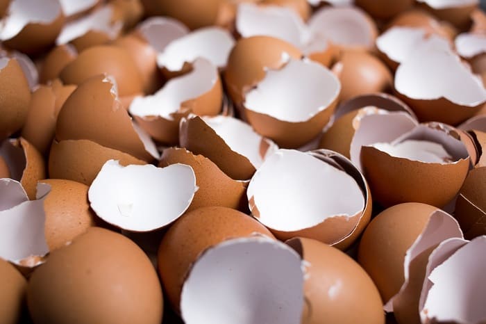 How Can You Compost Egg Shells? Grower Today