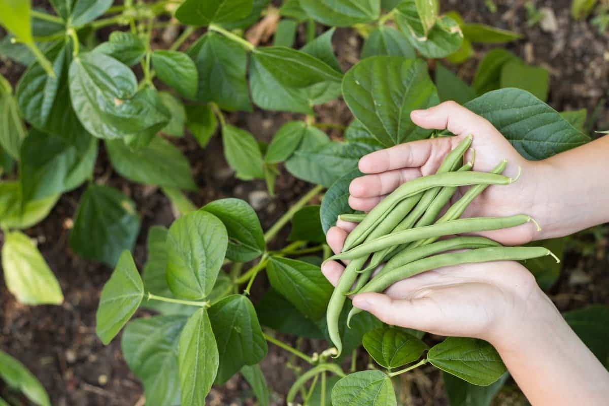 Stringless Green Bean Varieties Grower Today