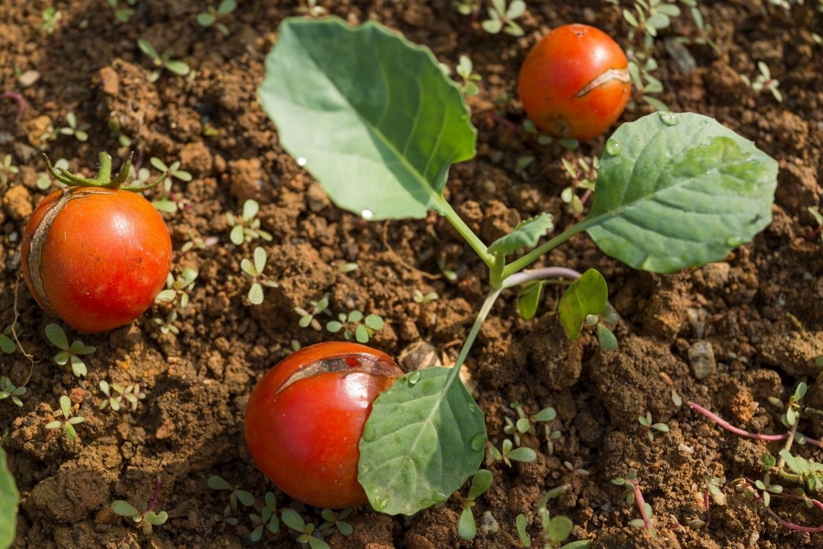 How To Add Calcium To Soil For Tomatoes Grower Today