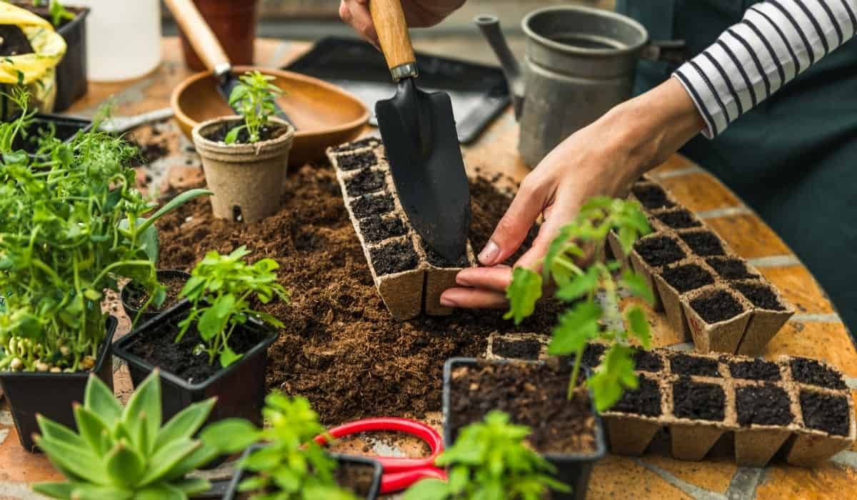 How Many Basil Plants Per Pot? Grower Today