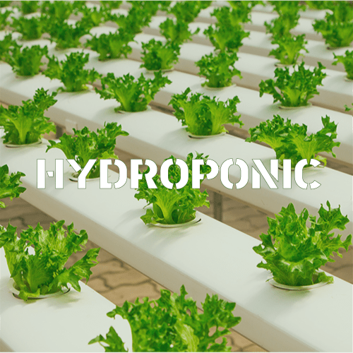 Grow Flagstaff Helping Individuals Cultivate Plants All Throughout