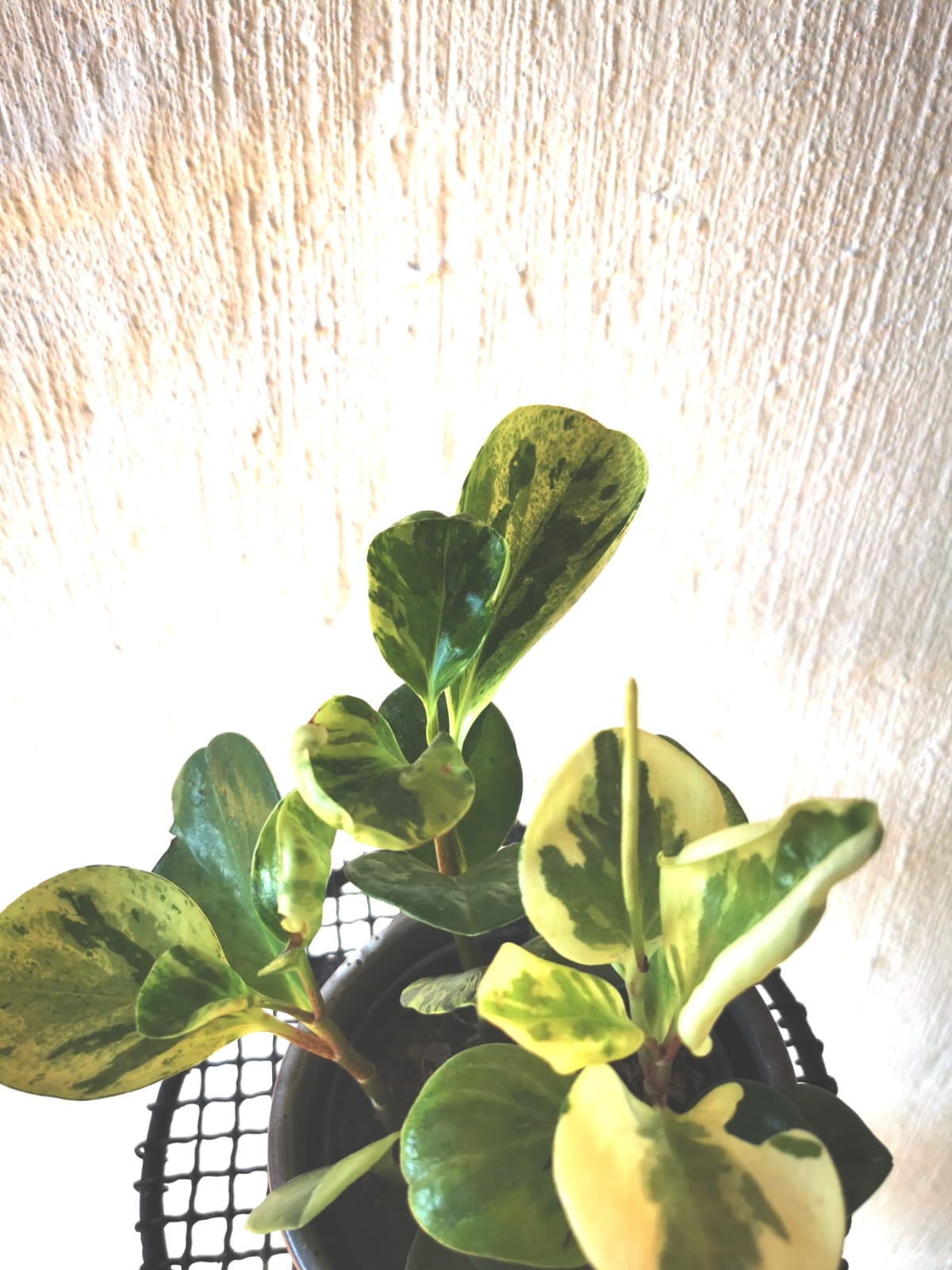 Baby Rubber Plant Combo (Pink + Green Baby Rubber Plants) 12 Cm Nursey