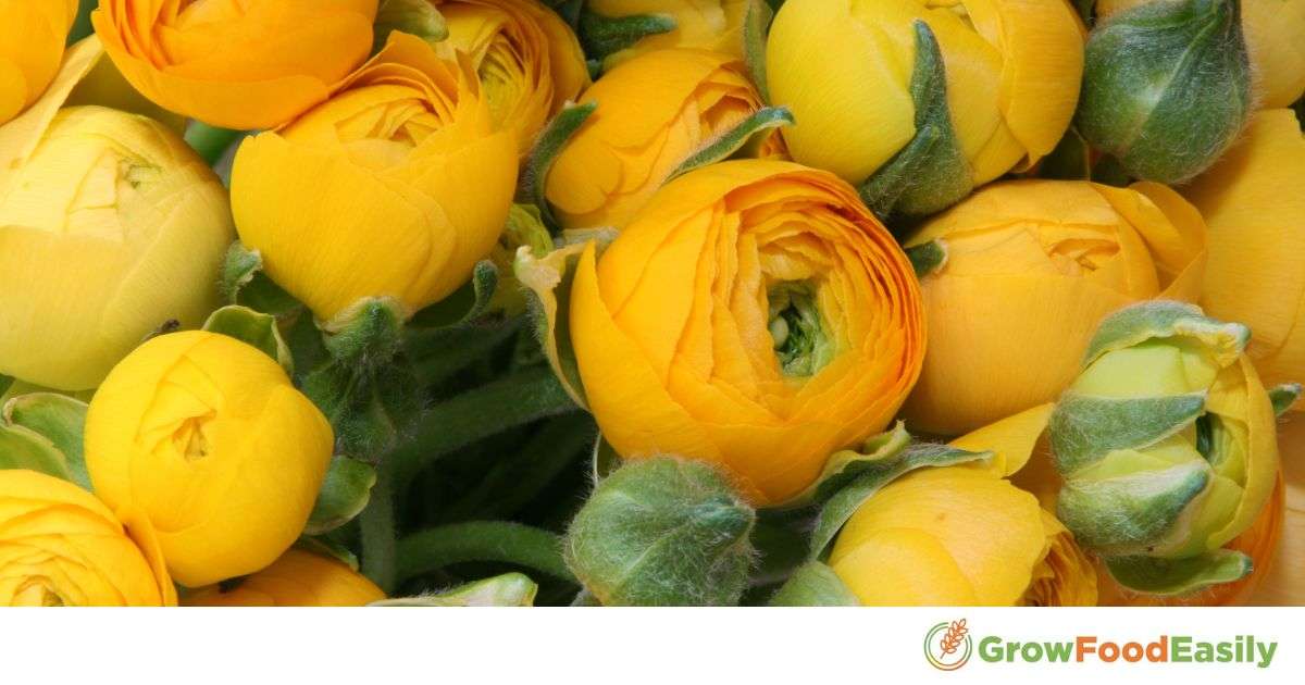 Ranunculus Zone 6 Thriving Tips For Beautiful Blooms 2024