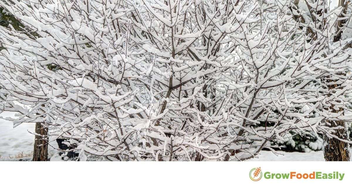 Zone 3 Cherry Trees Thriving Varieties And Care Tips 2024