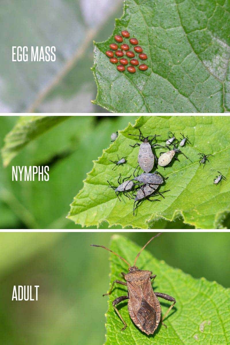 How to Get Rid of Squash Bugs Organically Growfully