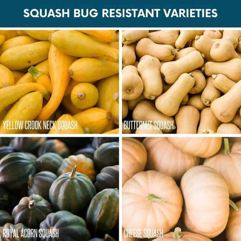 How to Get Rid of Squash Bugs Organically Growfully