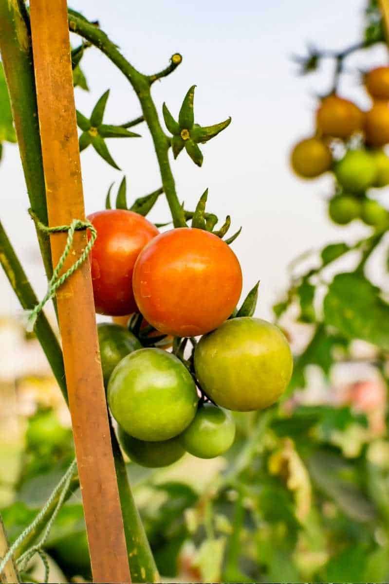 Tomato Stakes & Cages: 4 Options For Healthy Tomatoes - Growfully