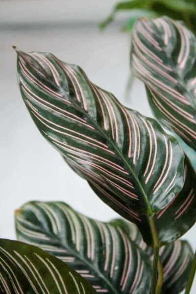Calathea Ornata (Pinstripe Calathea) Care Guide Growfully