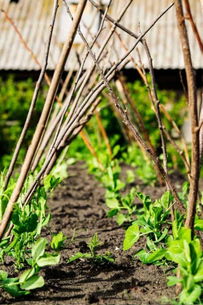 How And When To Plant Peas — Cool Season Gardens Growfully