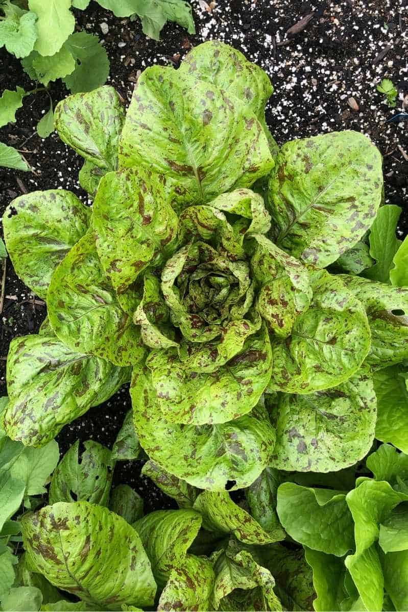 How To Harvest A Bountiful Garden Of Lettuce Growfully