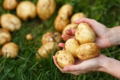 The Best Advice About When to Harvest Potatoes Growfully
