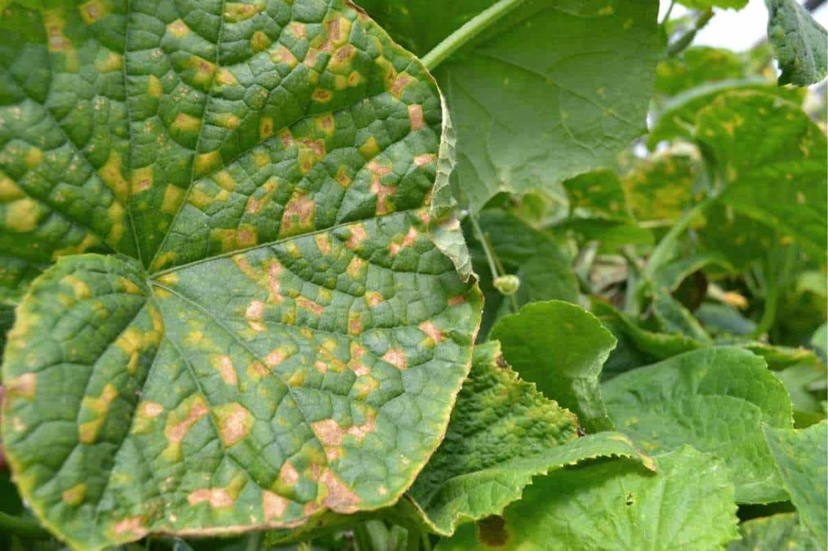 How to Stop Downy Mildew From Ruining Your Garden Growfully