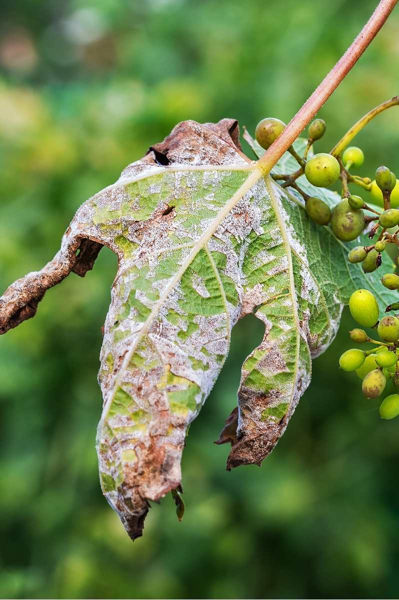 How to Stop Downy Mildew From Ruining Your Garden Growfully