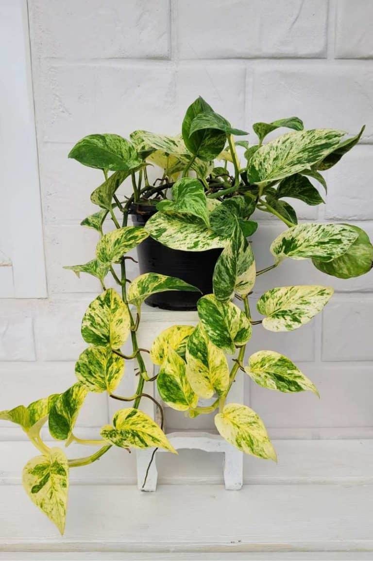 8 Reasons Why Your Pothos Leaves Are Turning Yellow Growfully