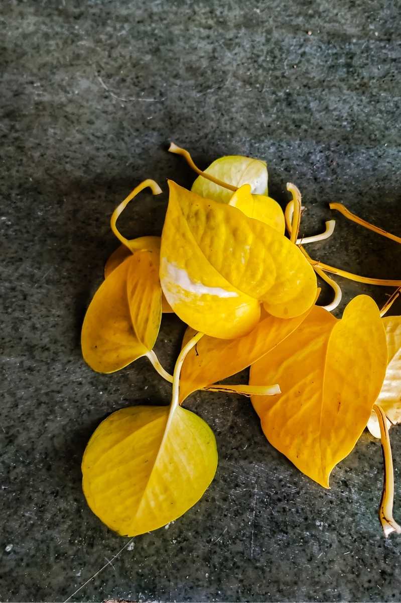 8 Reasons Why Your Pothos Leaves Are Turning Yellow Growfully