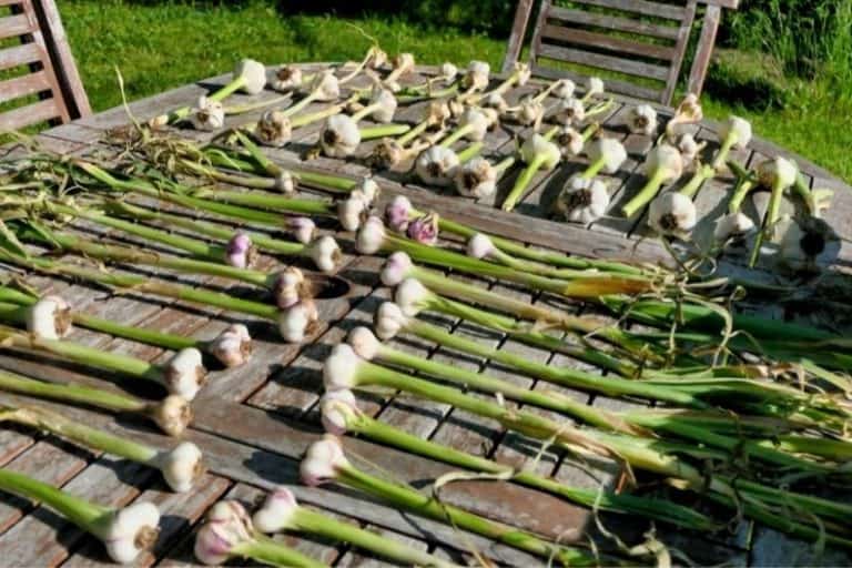 How and When to Harvest Garlic Growfully