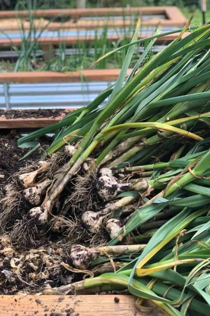 How to Grow Garlic in Your Organic Garden Growfully