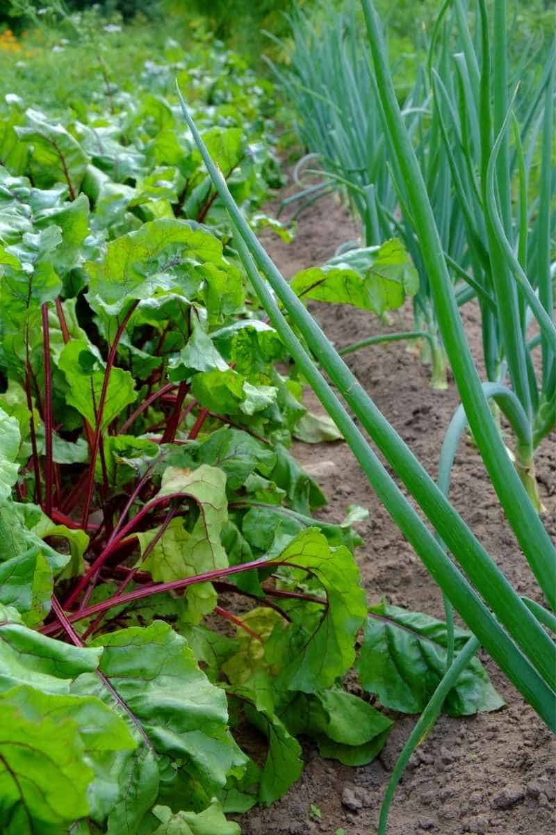 Best (and Worst) Onion Companion Plants Backed by Science Growfully