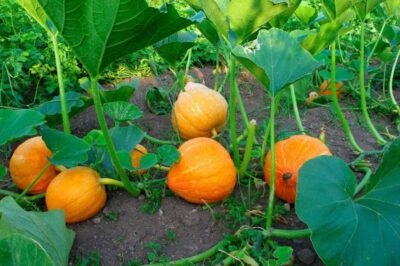 How to Grow Pumpkins The Ultimate Guide to Plant Fruits Growfully