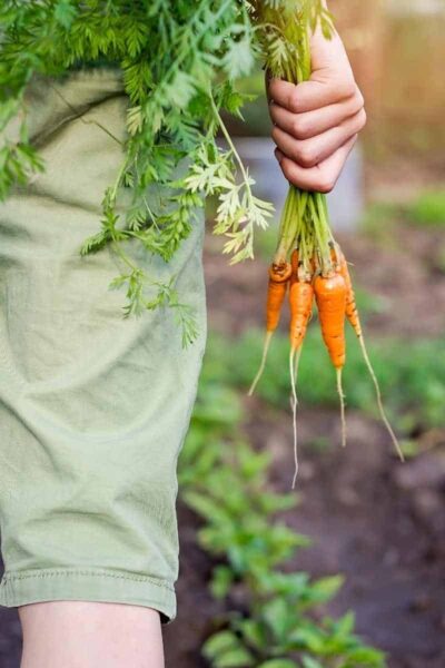 How to Plant and Grow Carrots Growfully