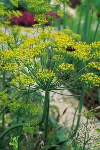 Growing Dill A Complete Guide Growfully