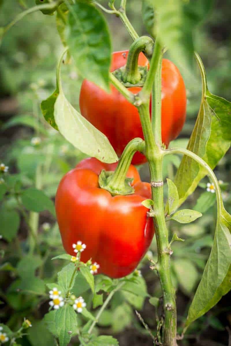 How to Grow Bell Peppers Growfully