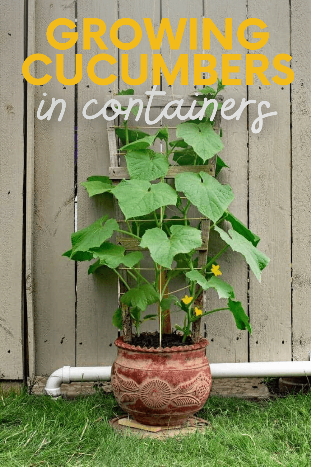 Growing Cucumbers in a Pot Growfully