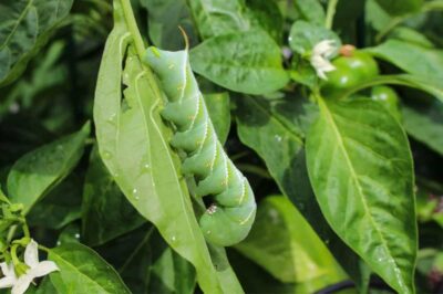 How to Get Rid of Tobacco and Tomato Hornworms Growfully