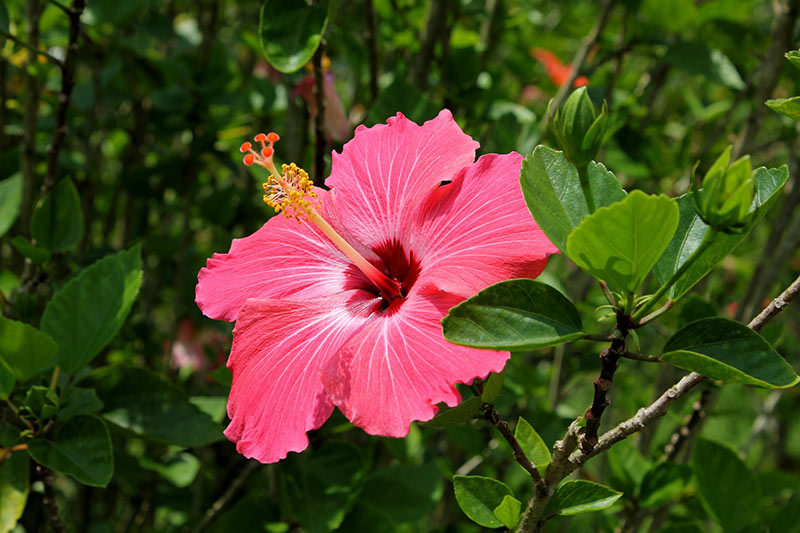 5 Of The Most Fascinating Flowers That Start With H