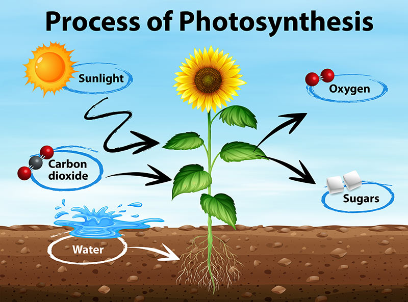 5 Reasons Why Do Plants Need Water Wow