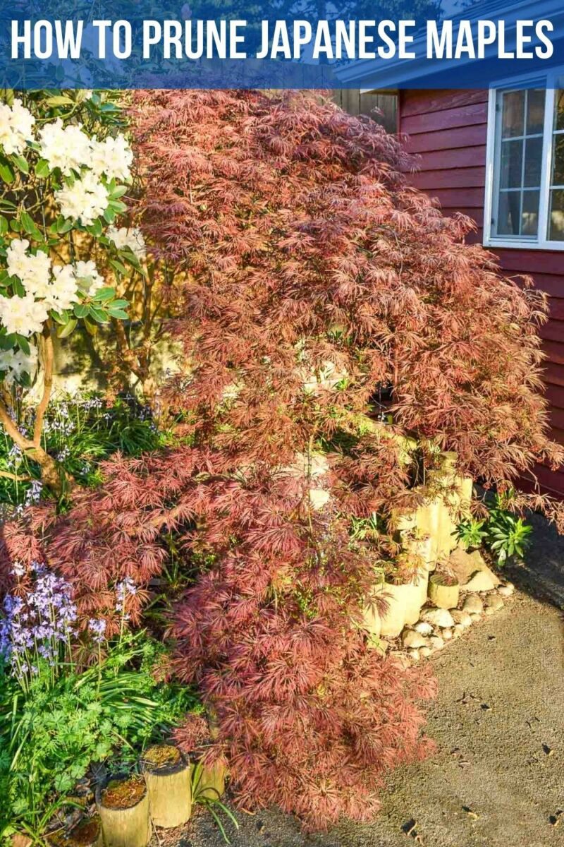 How To Trim A Japanese Maple Tree Video at Guadalupe Goodman blog