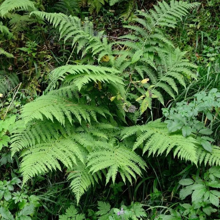 How to Grow Western Sword Ferns