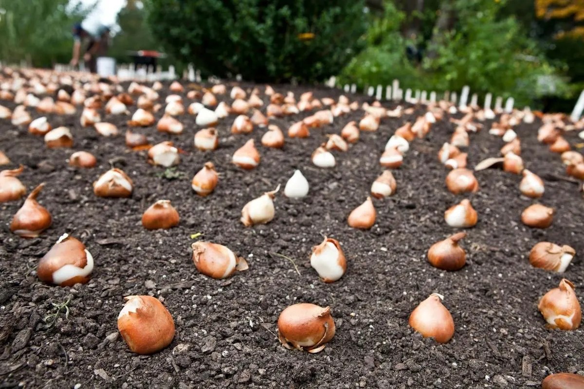 How to Plant Tulip Bulbs in Fall