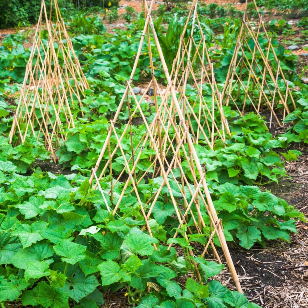 How to Grow Plants on a Trellis