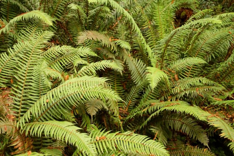 How to Grow Western Sword Ferns