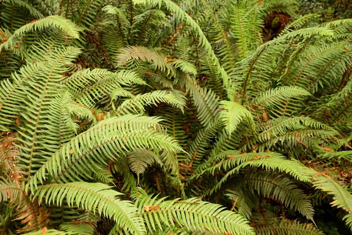 How to Grow Western Sword Ferns