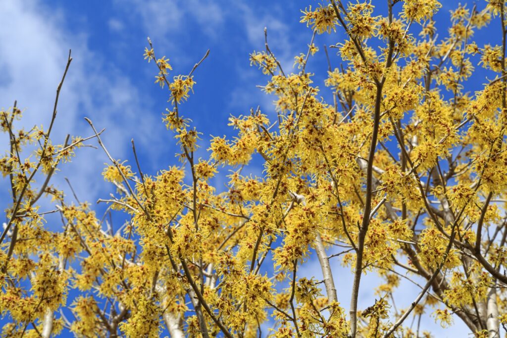 How to Grow Witch Hazel in the Garden