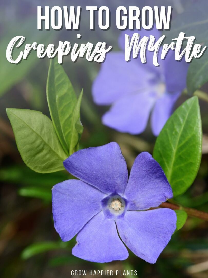 How to Grow Creeping Myrtle (Vinca Minor)
