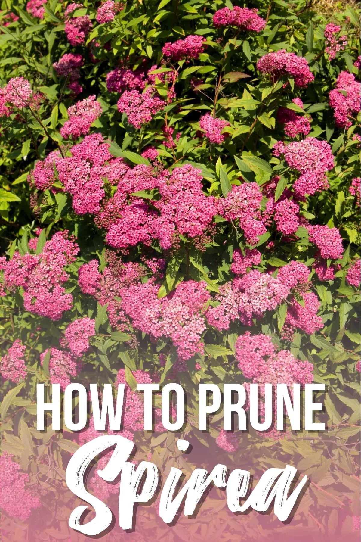 Spirea Pruning Guide