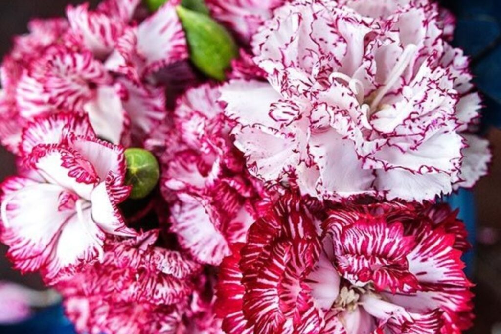 How to Grow Dianthus (Carnations) from Seed