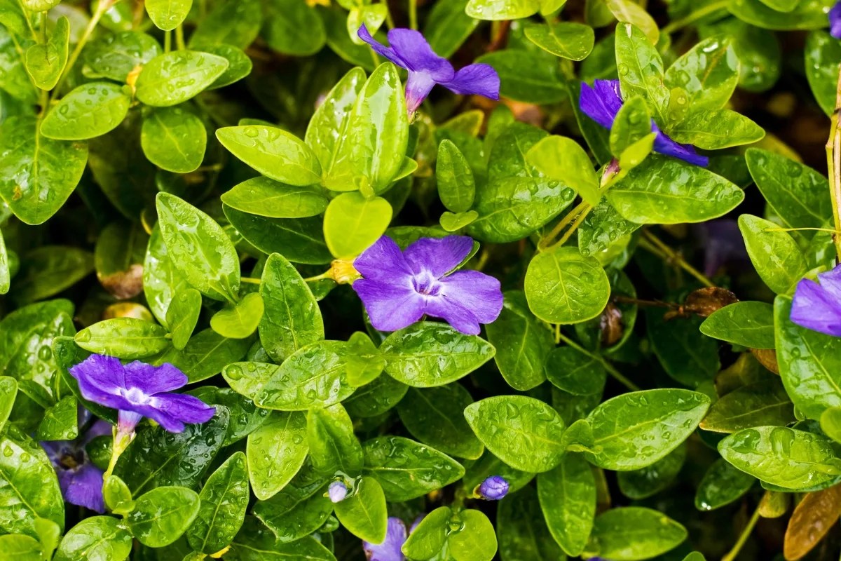 How to Grow Creeping Myrtle (Vinca Minor)